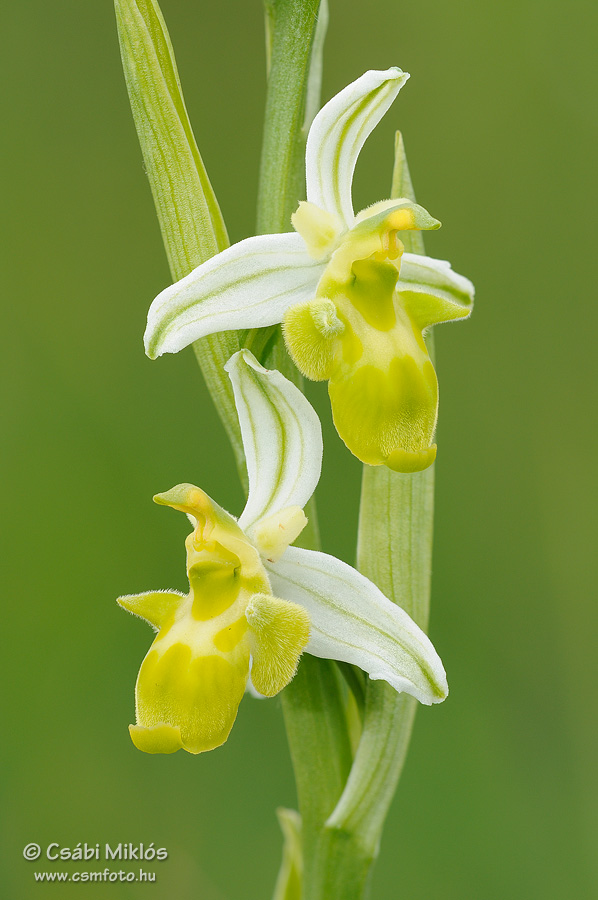Ophrys_oestrifera_20.jpg - Ophrys oestrifera - Szarvas bangó 2014. 06. 01. Turjánvidék