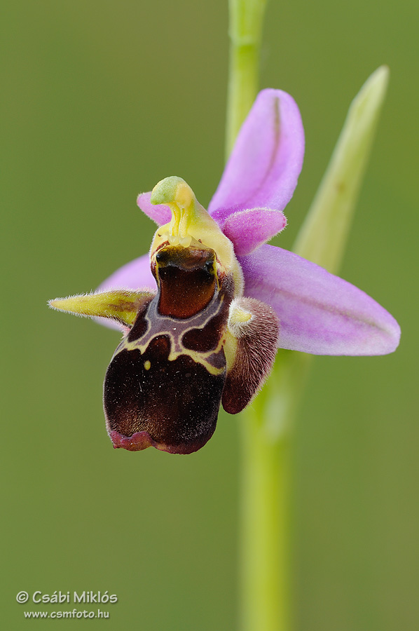 Ophrys_oestrifera_22.jpg - Ophrys oestrifera - Szarvas bangó 2014. 06. 01. Turjánvidék