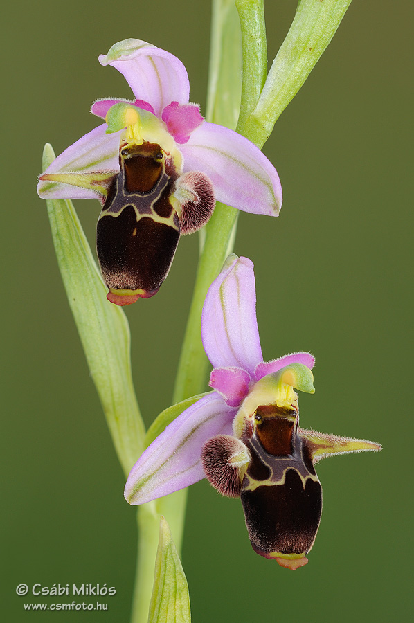 Ophrys_oestrifera_23.jpg - Ophrys oestrifera - Szarvas bangó 2014. 06. 01. Turjánvidék