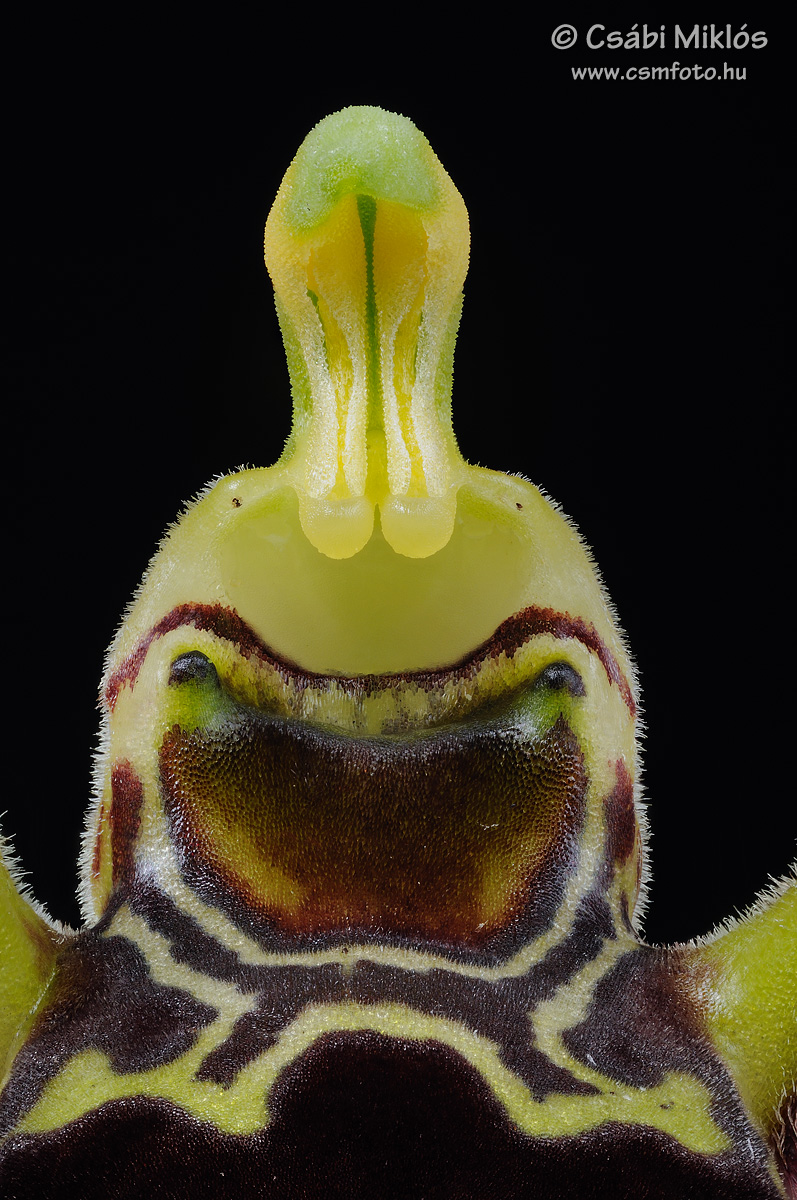 Ophrys_oestrifera_gyn1.jpg - Ophrys oestrifera - Szarvas bangó ivaroszlop 2015. 05. 22. Budai-hg.