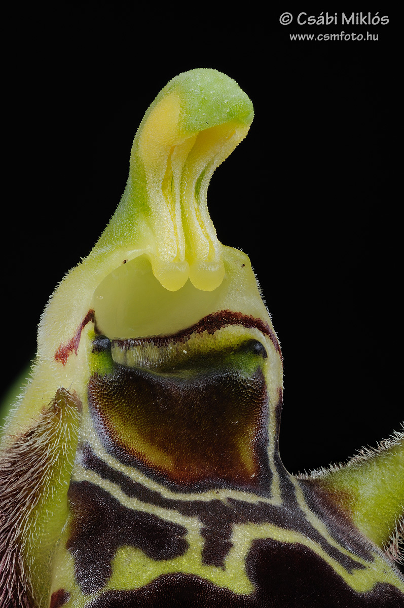 Ophrys_oestrifera_gyn2.jpg - Ophrys oestrifera - Szarvas bangó ivaroszlop 2015. 05. 22. Budai-hg.