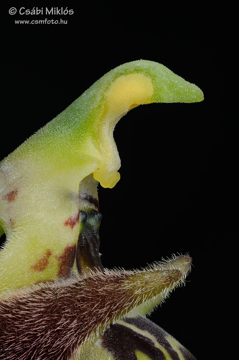 Ophrys_oestrifera_gyn4.jpg - Ophrys oestrifera - Szarvas bangó ivaroszlop 2015. 05. 22. Budai-hg.