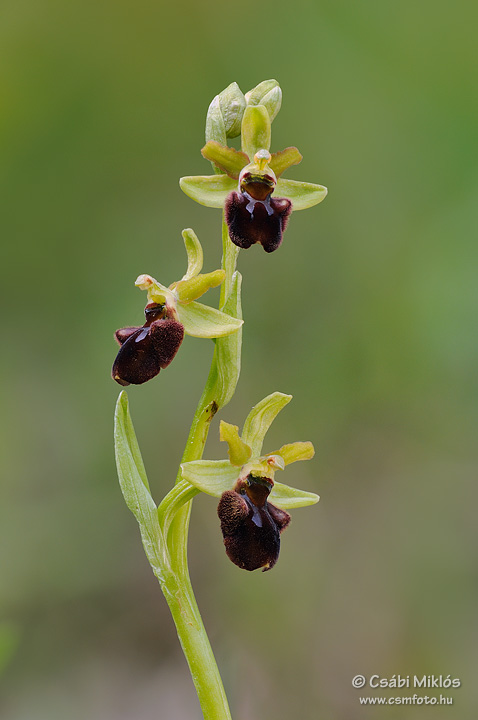 Ophrys_sphegodes_01.jpg - Ophrys sphegodes - Pókbangó 2009. 04. 27. Budai-hg.
