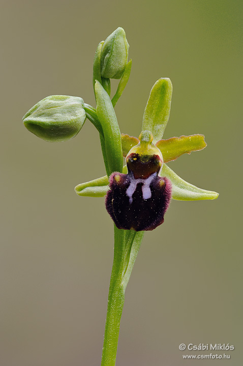 Ophrys_sphegodes_03.jpg - Ophrys sphegodes - Pókbangó 2010. 05. 02. Budai-hg.
