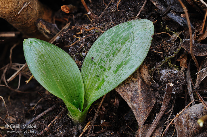 Ophrys_sphegodes_04.jpg - Ophrys sphegodes - Pókbangó 2012. 01. 25. Budai-hg.