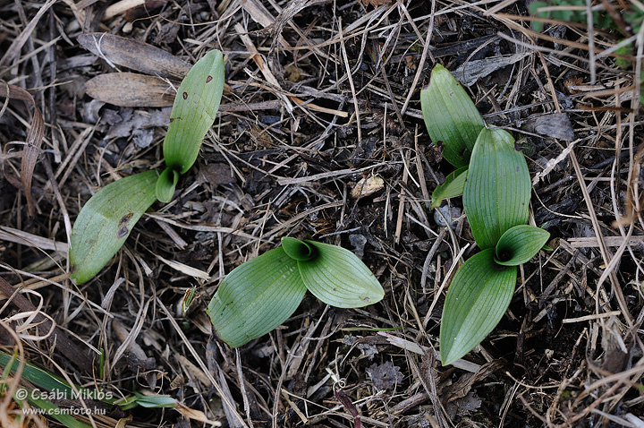 Ophrys_sphegodes_05.jpg - Ophrys sphegodes - Pókbangó 2012. 03. 03. Budai-hg.