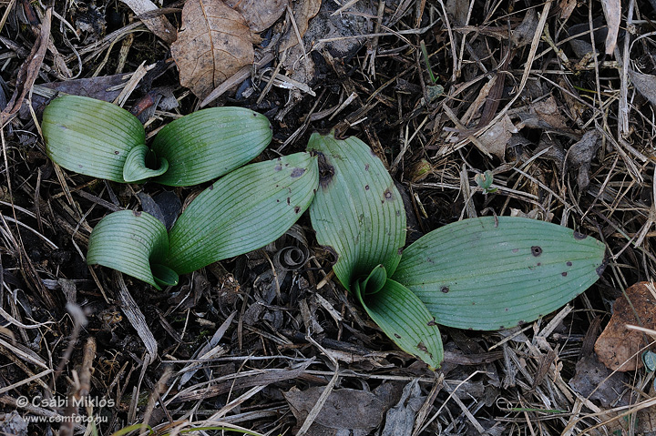 Ophrys_sphegodes_06.jpg - Ophrys sphegodes - Pókbangó 2012. 03. 03. Budai-hg.