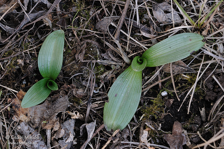 Ophrys_sphegodes_07.jpg - Ophrys sphegodes - Pókbangó 2012. 03. 03. Budai-hg.