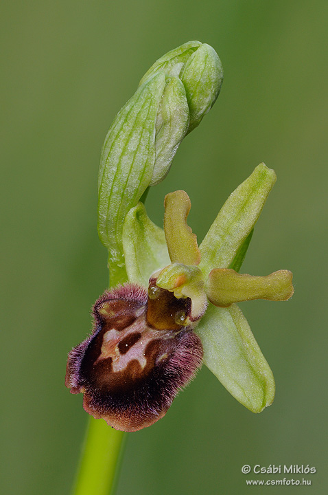Ophrys_sphegodes_09.jpg - Ophrys sphegodes - Pókbangó 2012. 05. 03. Budai-hg.