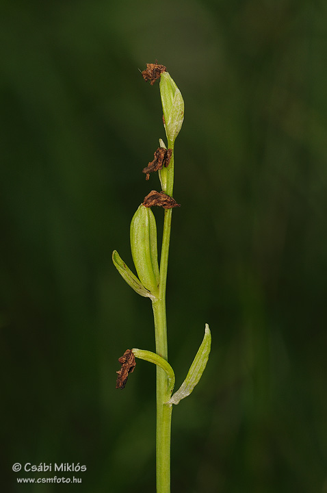 Ophrys_sphegodes_10.jpg - Ophrys sphegodes - Pókbangó 2012. 06. 04. Budai-hg.