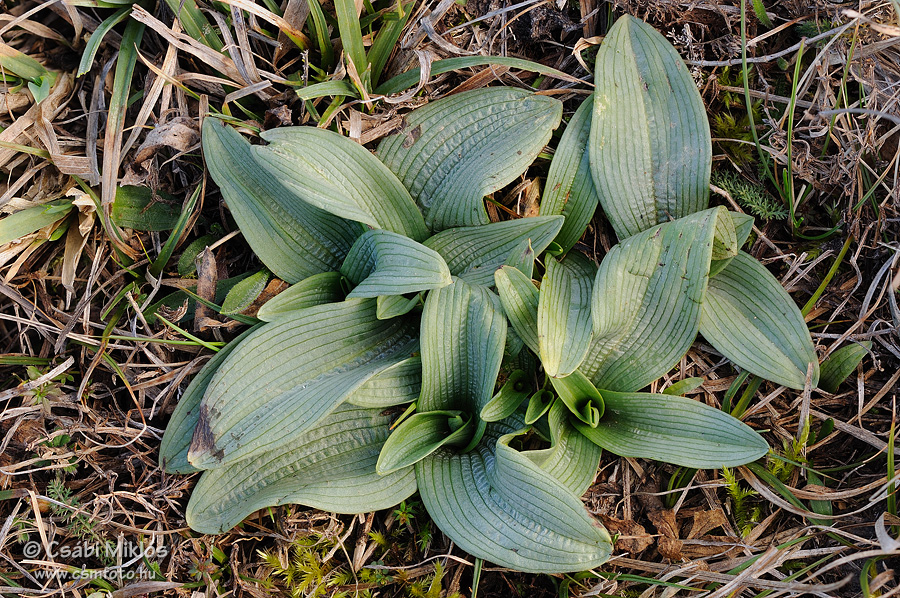 Ophrys_sphegodes_11.jpg - Ophrys sphegodes - Pókbangó 2014. 03. 01. Pesti-sík