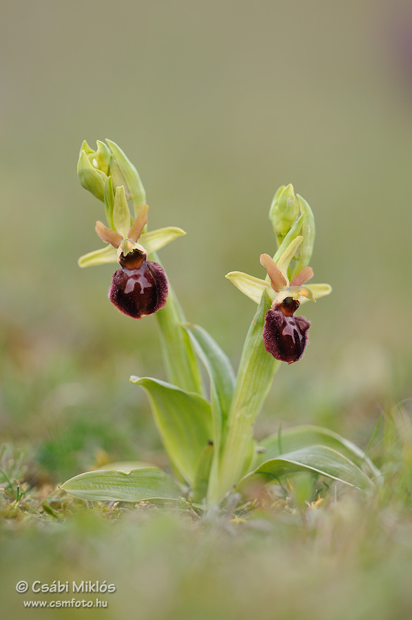 Ophrys_sphegodes_12.jpg - Ophrys sphegodes - Pókbangó 2014. 04. 20. Kiskunság