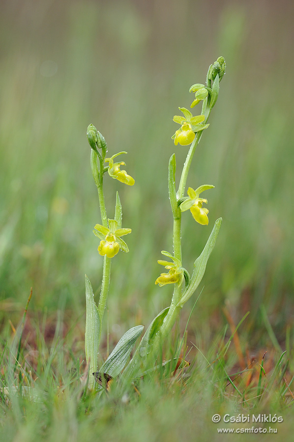 Ophrys_sphegodes_14.jpg - Ophrys sphegodes - Pókbangó 2014. 04. 26. Kiskunság