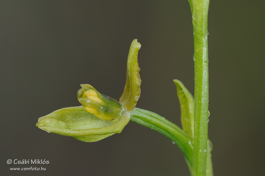 Ophrys_sphegodes_15.jpg - Ophrys sphegodes - Pókbangó (rendellenes virág) 2014. 04. 20. Kiskunság