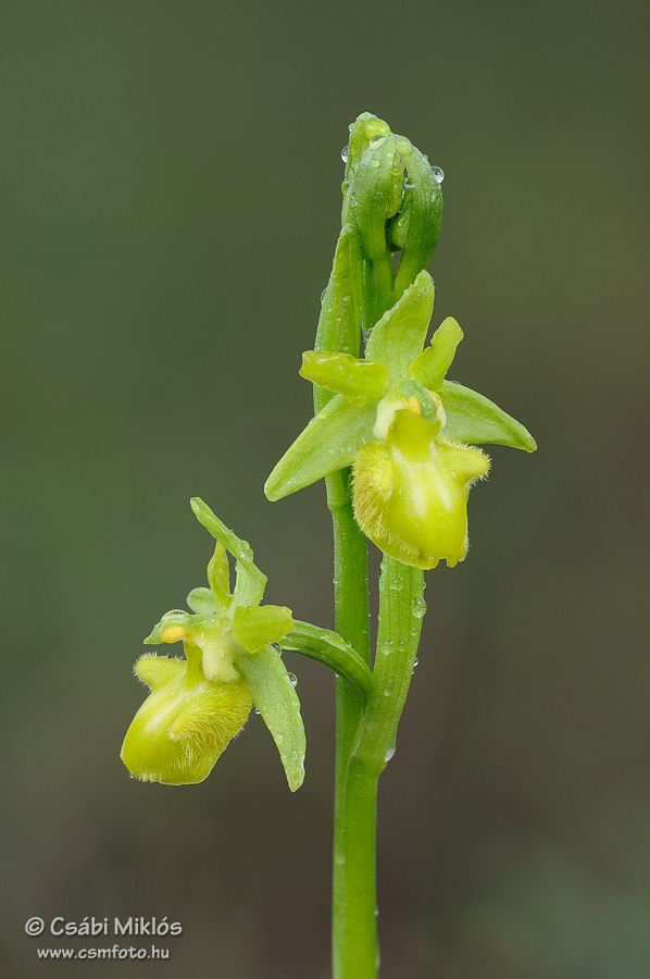 Ophrys_sphegodes_16.jpg - Ophrys sphegodes - Pókbangó 2014. 04. 26. Kiskunság