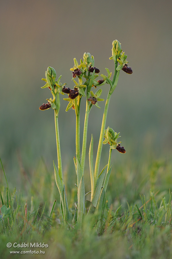 Ophrys_sphegodes_17.jpg - Ophrys sphegodes - Pókbangó 2014. 04. 29. Kiskunság