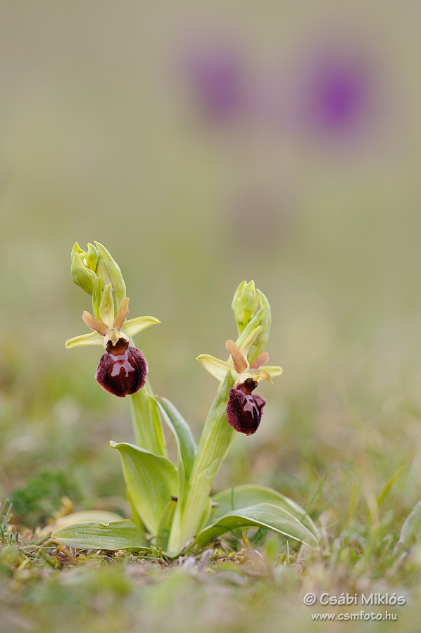 Ophrys_sphegodes_19.jpg - Ophrys sphegodes - Pókbangó 2014. 04. 20. Kiskunság
