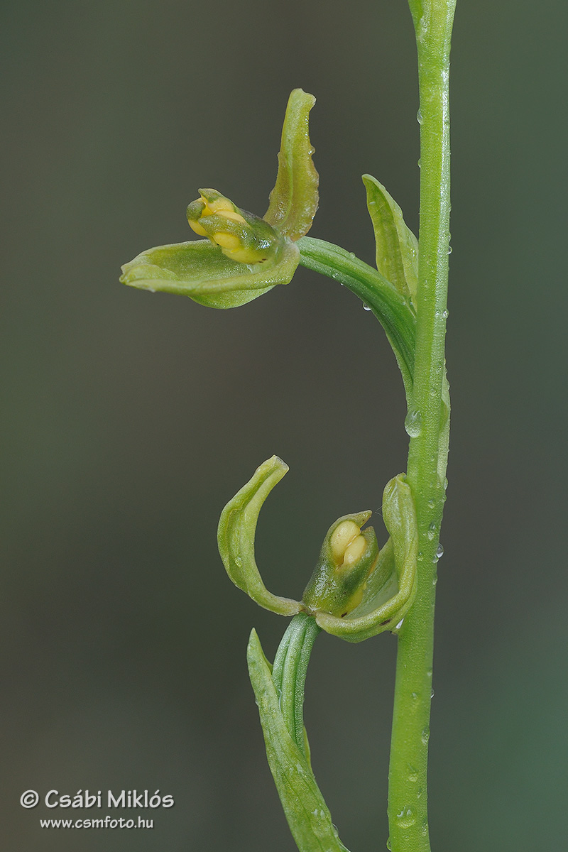 Ophrys_sphegodes_21.jpg - Ophrys sphegodes - Pókbangó (rendellenes virág) 2014. 04. 20. Kiskunság