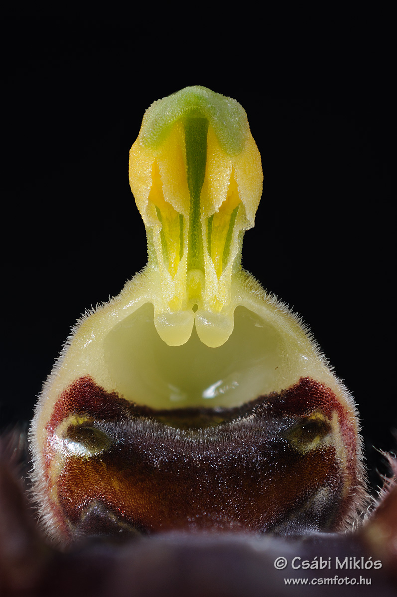 Ophrys_sphegodes_gyn1.jpg - Ophrys sphegodes - Pókbangó ivaroszlop 2014. 04. 20. Kiskunság