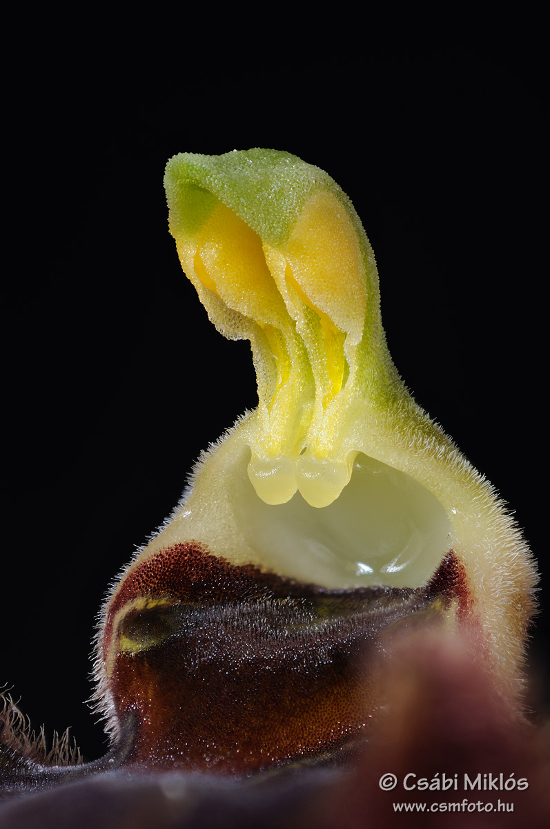 Ophrys_sphegodes_gyn2.jpg - Ophrys sphegodes - Pókbangó ivaroszlop 2014. 04. 20. Kiskunság