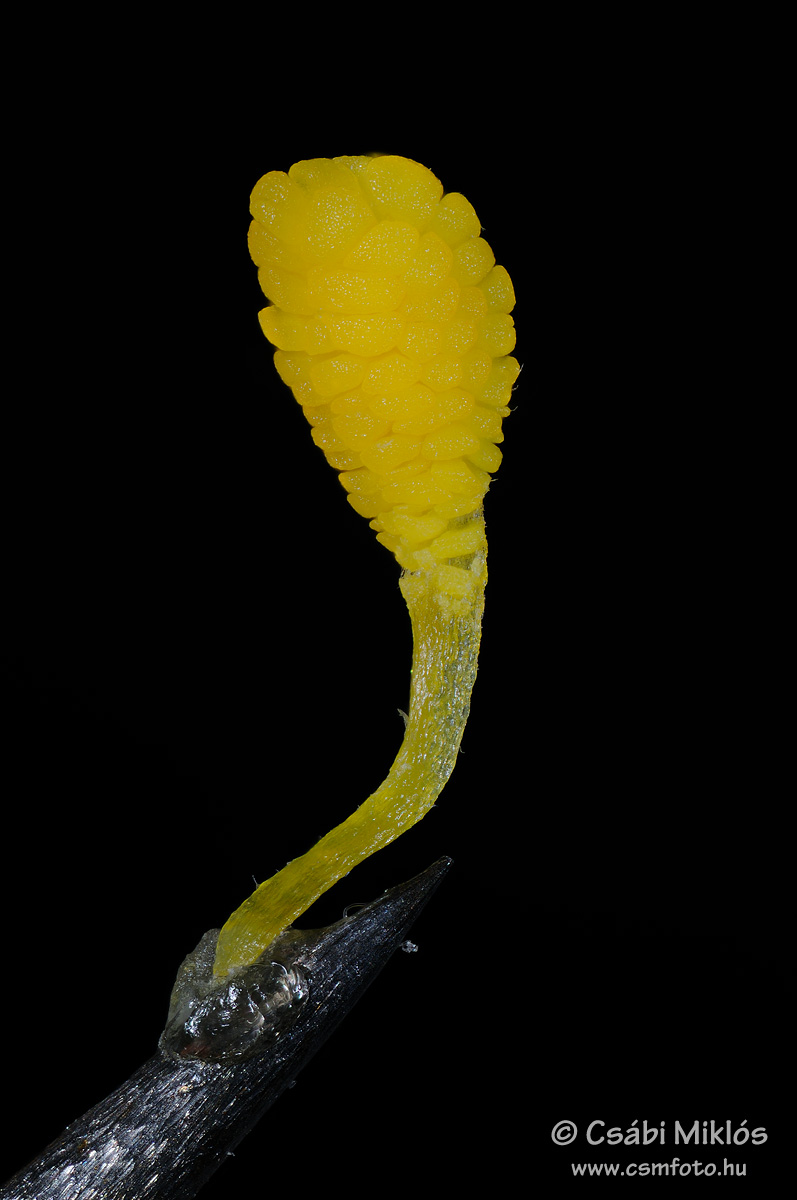 Ophrys_sphegodes_poll.jpg - Ophrys sphegodes - Pókbangó pollinium 2014. 04. 20. Kiskunság