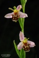 Ophrys_apifera_01