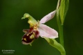 Ophrys_apifera_02