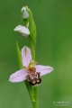 Ophrys_apifera_03
