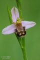 Ophrys_apifera_04