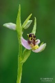 Ophrys_apifera_05