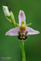 Ophrys_apifera_06