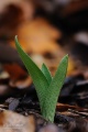Ophrys_apifera_08