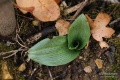 Ophrys_apifera_10