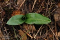 Ophrys_apifera_11
