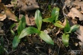 Ophrys_apifera_13