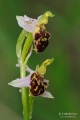 Ophrys_apifera_14