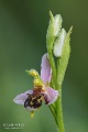Ophrys_apifera_15