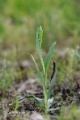 Ophrys_apifera_19