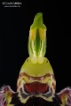 Ophrys_apifera_gyn1