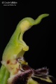 Ophrys_apifera_gyn4