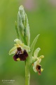 Ophrys_fuciflora_01