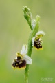 Ophrys_fuciflora_02