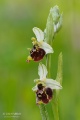 Ophrys_fuciflora_03