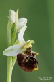Ophrys_fuciflora_subsp_holubyana_02