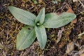 Ophrys_fuciflora_subsp_holubyana_07