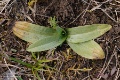 Ophrys_fuciflora_subsp_holubyana_08