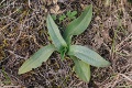 Ophrys_fuciflora_subsp_holubyana_11