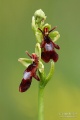 Ophrys_insectifera_01