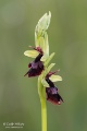 Ophrys_insectifera_02