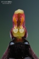 Ophrys_insectifera_gyn1